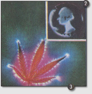 Рис. 2. Кирлиан-снимок монеты. Рис. 3. Кирлиан-снимок листьев марихуаны.