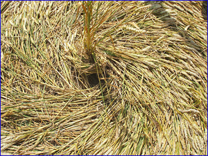 Стебли пшеницы аккуратно уложены по часовой стрелке, в центре стоит нетронутый пучок колосьев.
