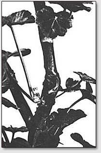 Шрам на стебле растения, вылеченного путём облучения.