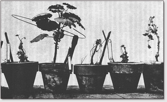 Ряд опытных растений, стебель которых был заражён бактериями. Все растения погибли кроме второго слева, которое было снабжено круглой антенной. 