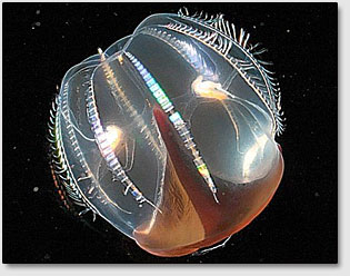 Светящаяся глубоководная медуза