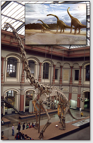 Скелет брахиозавра (Brachiosaurus brancai) в Берлинском музее гумбольдского университета.
