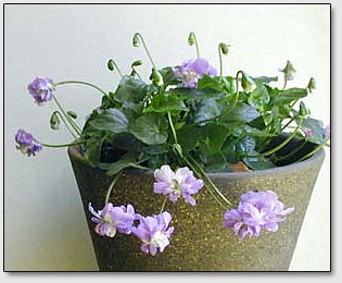 Фиалки Приятные (Viola suavis)