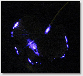 Фото 14. Снимок кирлиан-свечения листа герани, сделанный с помощью цифрового фотоаппарата.