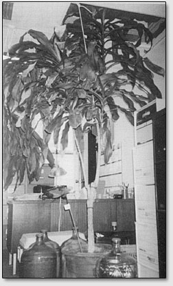 Фото 1. Знаменитое растение Драцена Масенджиана, с которым Клив Бакстер начал свои эксперименты в 1966 году, в его лаборатории в 2002 году.