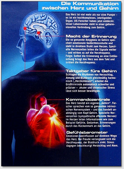 Разум сердца. Схема взаимодействия сердце-мозг.